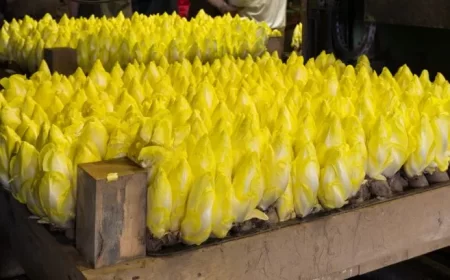 comment faire pousser endives chez soi a la maison en cave dans le noir chicorée de bruxelles