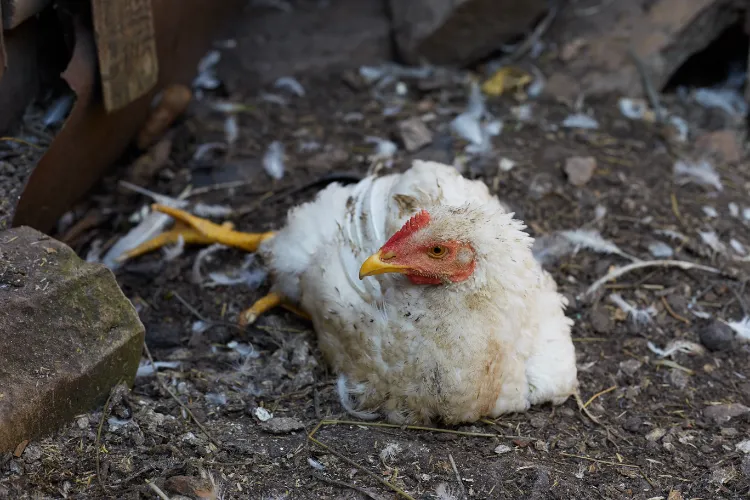 comment faire quand une poule à un œuf coincé ponte interne retention d'oeuf symptomes causes solutions