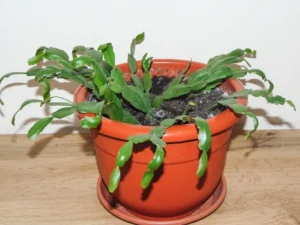 comment faire revivre un cactus de noël malade pot astuces tuto etape par etape