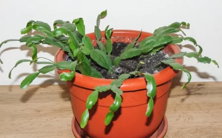 comment faire revivre un cactus de noël malade pot astuces tuto etape par etape