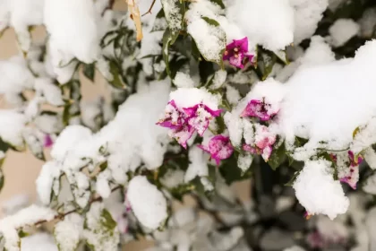 comment garder un bougainvillier l'hiver hivernage astuces victoria kurylo shutterstock