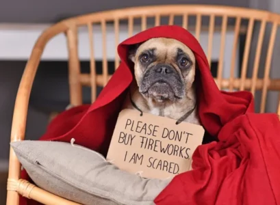 comment habituer un chien au feu d'artifice distraire musique bruits télévision jouets préférés