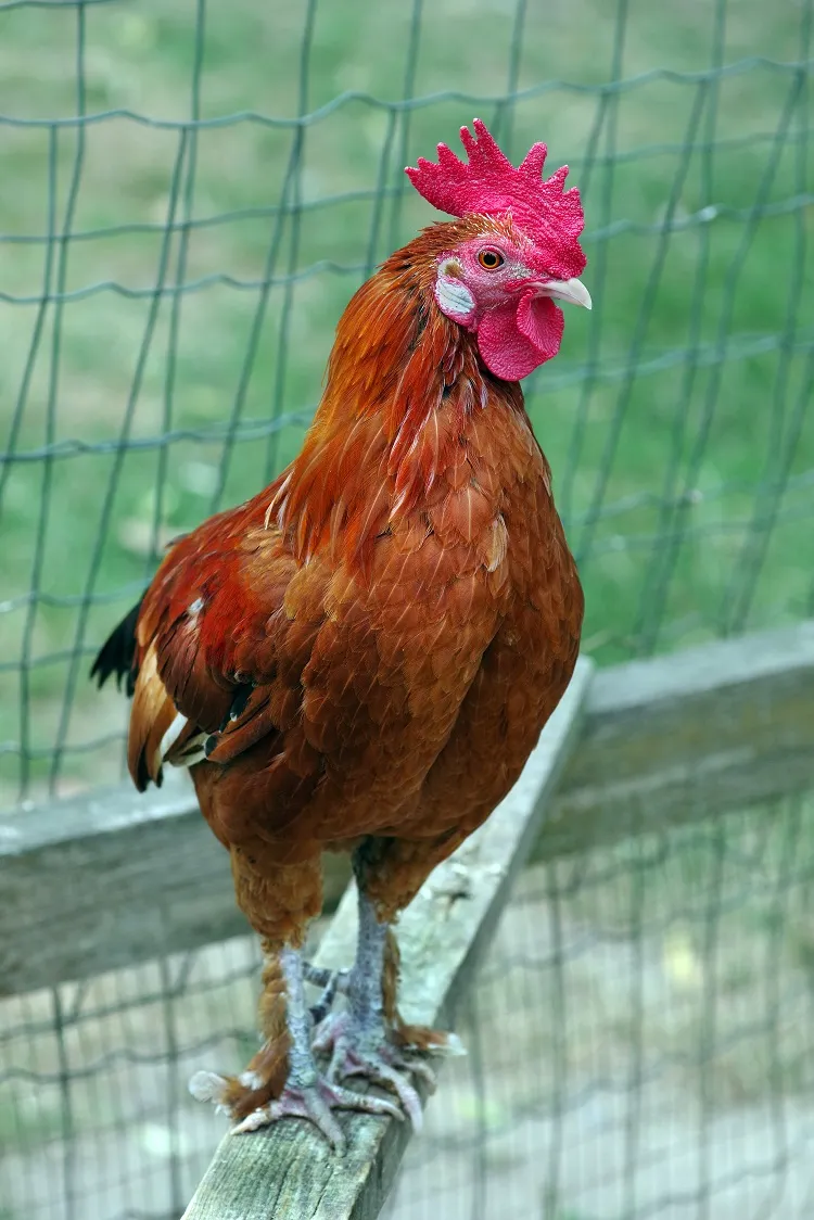comment intégrer un coq dans un poulailler pour protéger poules poussins des rapaces buses
