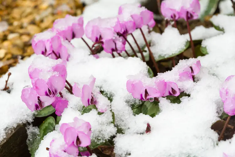 comment protéger les plantes de la neige hiver jardin pots gel froid vent astuces