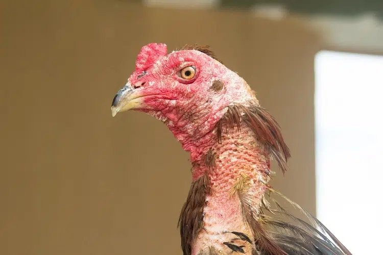 comment protéger les poules de la grippe aviaire