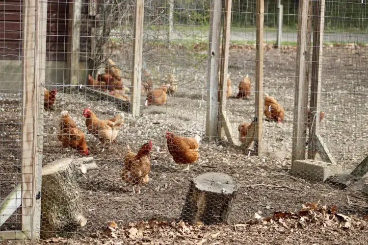 comment protéger les poules des buses grillages sans nuire aux rapaces protégés par loi