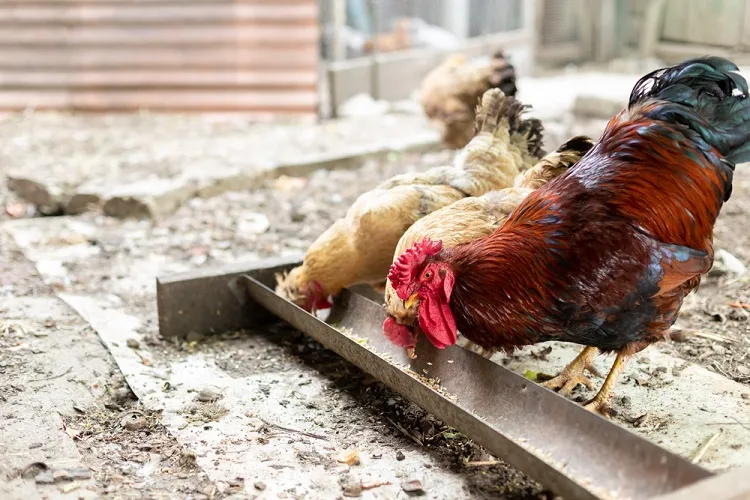 comment protéger les poules des buses sans nuire aux rapaces protégés par la loi coq