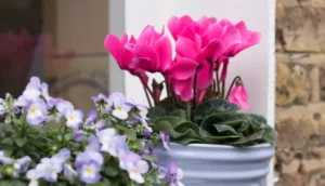 comment récupérer un cyclamen trop arrosé erreur arroser trop résultat assiduité excessive