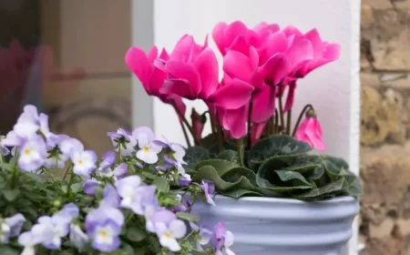 comment récupérer un cyclamen trop arrosé erreur arroser trop résultat assiduité excessive