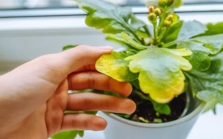 comment remédier au jaunissement du kalanchoe