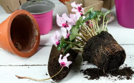 comment rempoter un cyclamen