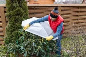 comment réussir l'entretien du rhododendron en hiver