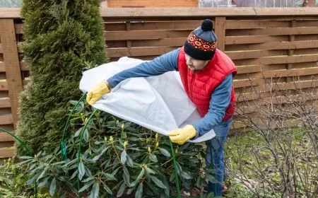 comment réussir l'entretien du rhododendron en hiver