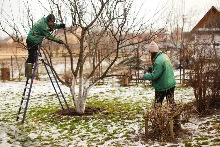 comment s occuper du jardin en hiver quels gestes entretien janvier février taille