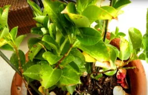 comment sauver un dipladénia qui a pris le gel astuces faire revivre un mandevilla gelé malade