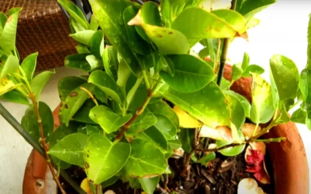 comment sauver un dipladénia qui a pris le gel astuces faire revivre un mandevilla gelé malade