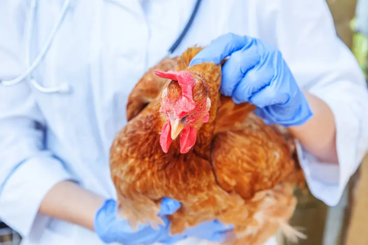 comment savoir si mes poules ont des vers oeufs parasites symptômes maladies