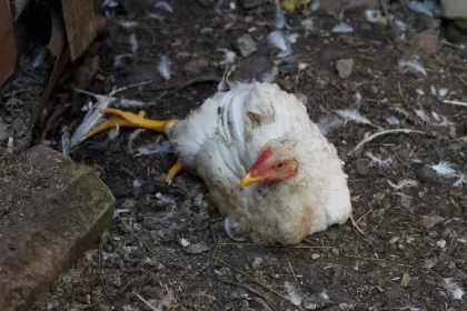 comment savoir si mes poules ont des vers symptômes parasites oleg shvetsov shutterstock