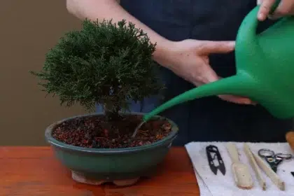 comment savoir si un bonsaï a besoin d'eau arroser haut arrosoir embout fin éviter emporter eau
