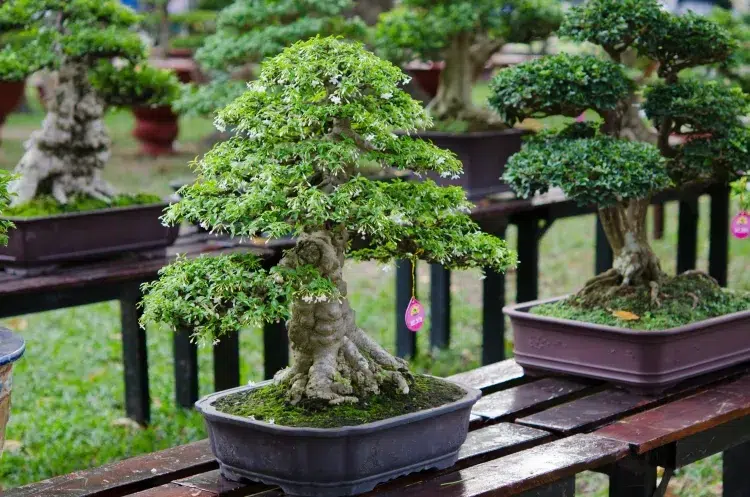 comment savoir si un bonsaï a besoin d'eau quelle heure arroser eau tiède éviter choc thermique rempoter