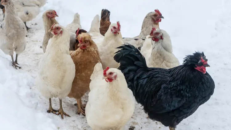 comment savoir si une poule a froid hiver neige aménager poulailler humidité réchauffer comment 