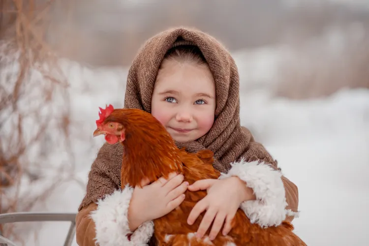 comment soigner les poules en hiver conseils astuces