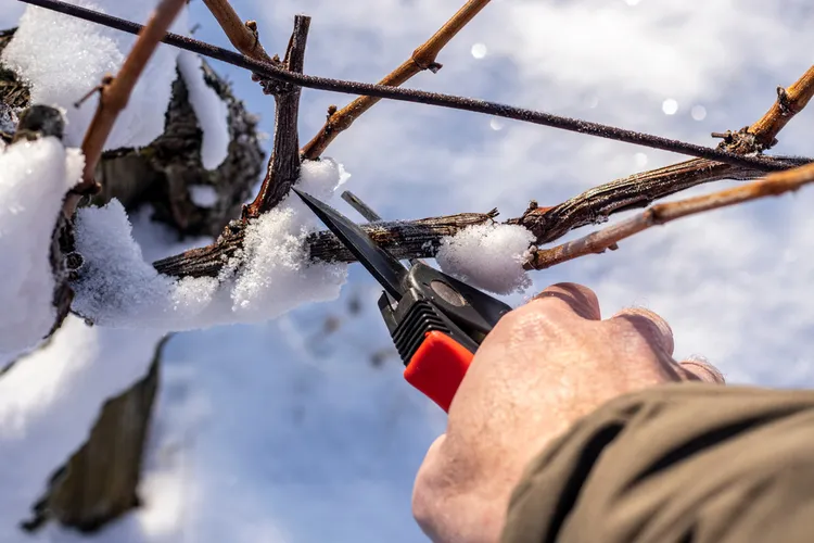 comment tailler la vigne en hiver