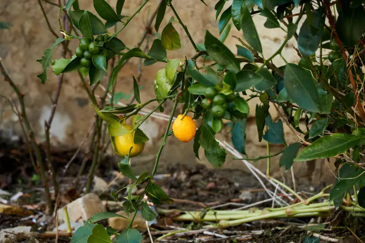 comment tailler un citronnier qui a perdu ses feuilles conseils jardinier entretien hiver arrosage ernesto sevilla shuttertsock