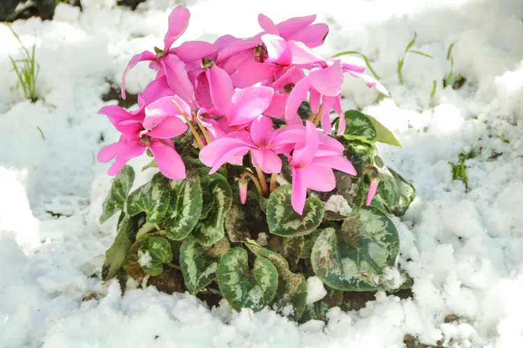 cyclamen fleur qui pousse dans la neige jardin hiver résistant froid gel rustique
