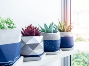 décoration avec plantes succulentes d'intérieur entretien facile