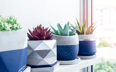 décoration avec plantes succulentes d'intérieur entretien facile