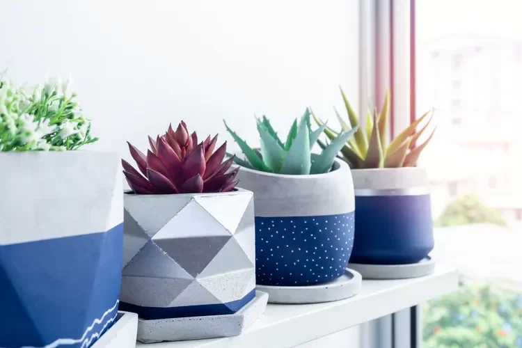 décoration avec plantes succulentes d'intérieur entretien facile