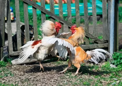 des coqs qui se piquent sang jardin animaux doméstiques