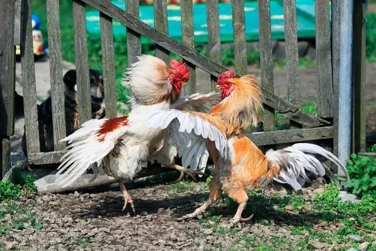 des coqs qui se piquent sang jardin animaux doméstiques