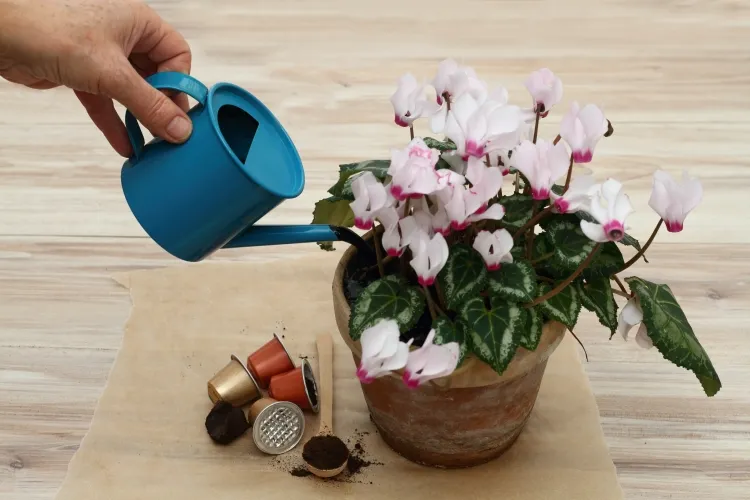 engrais naturel pour cyclamen en pot marc de café