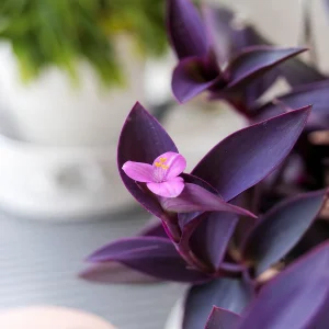 entretien de la misère pourpre en pot ou jardin