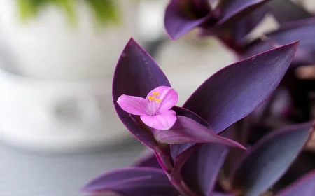entretien de la misère pourpre en pot ou jardin