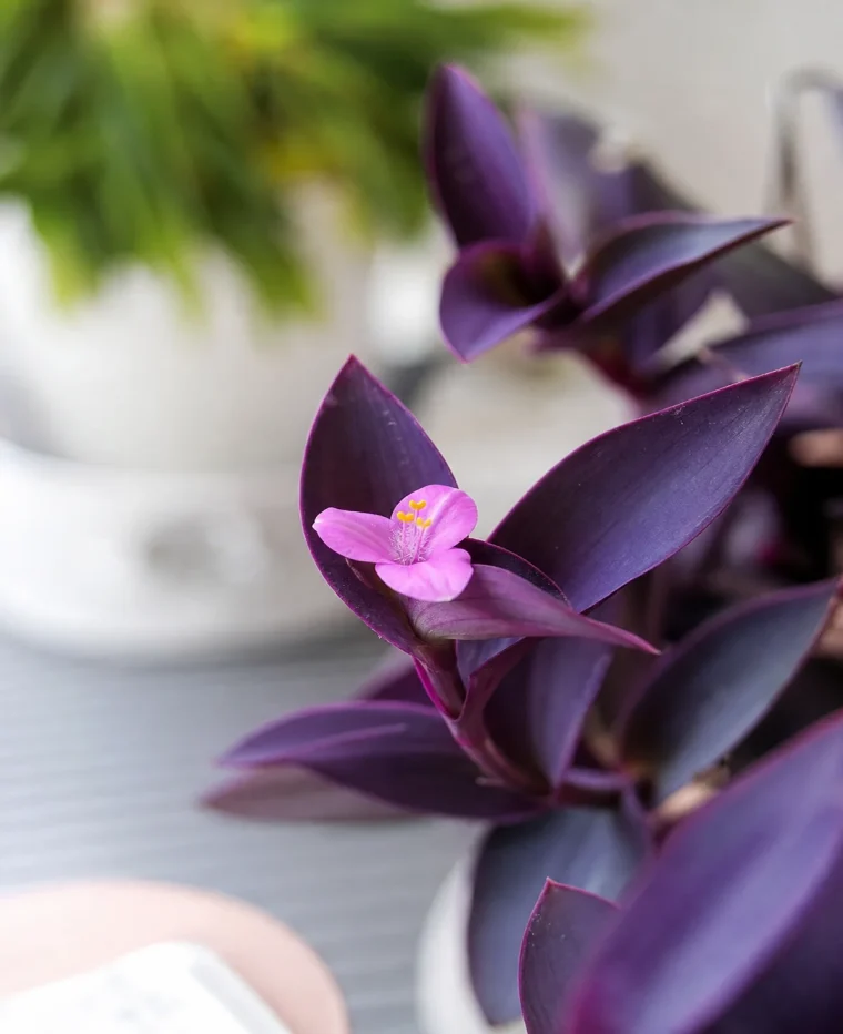 entretien de la misère pourpre en pot ou jardin