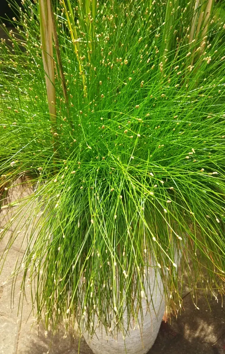 entretien des graminées en pot variétés herbe muhly bambou drapeau doux japonais herbe fontaine rouge herbe fibre optique