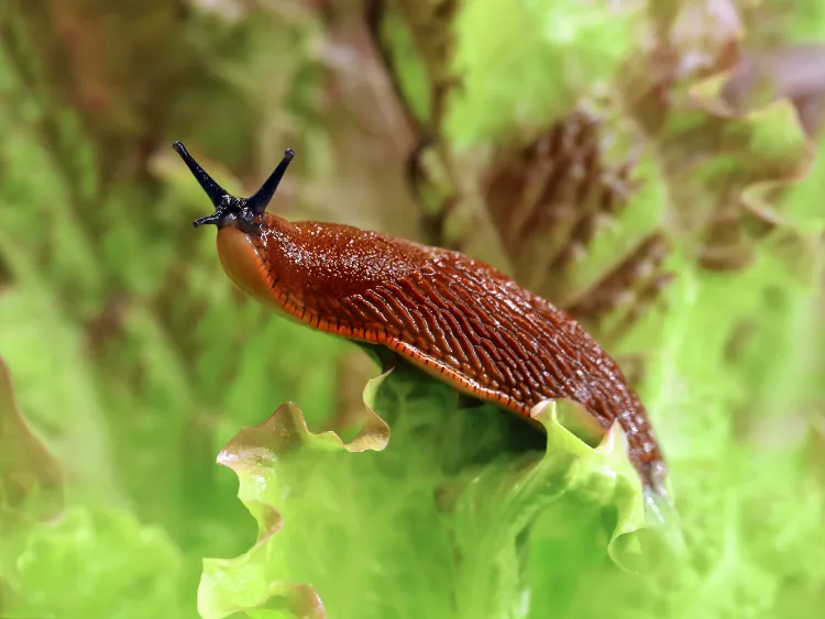 épinards laitue insecte qui mange la salade dans le jardin hepiale altise limaces