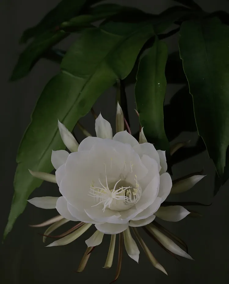 epiphyllum plante fleurs qui peut vivre pousser fleurir dans le noir sans lumière naturelle intérieur sombre