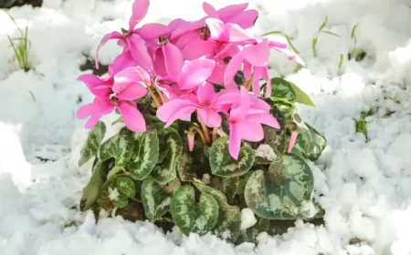 est ce que le cyclamen supporte le froid gel hiver entretien auralaura shutterstock
