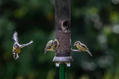 est ce que le marc de café est dangereux pour les oiseaux