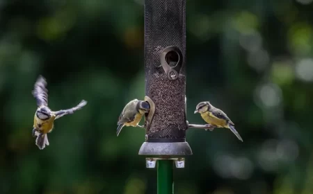est ce que le marc de café est dangereux pour les oiseaux