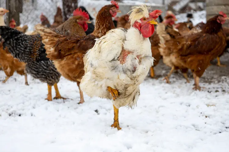 est ce que les poules peuvent aller dans la neige comment savoir si une poule a froid 