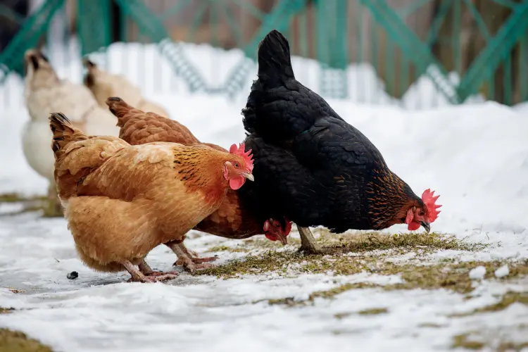 est ce que les poules peuvent aller dans la neige froid craignent elles volodymyr maksymchuk shutterstock
