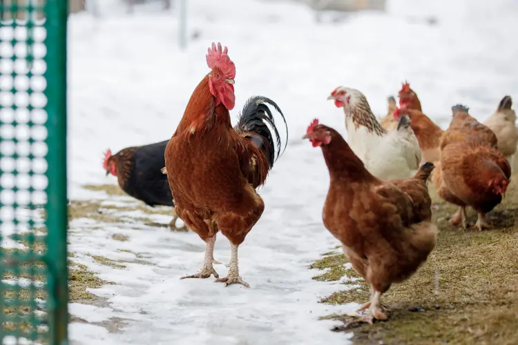est ce que les poules peuvent aller dans la neige froid hiver protéger poulailler