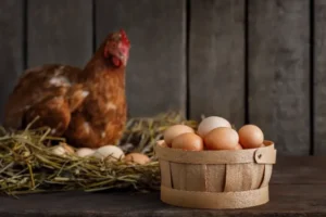 fabriquer un nid pour poule pondeuse