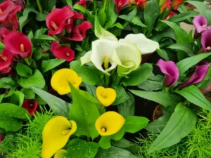 faire refleurir les callas intérieur extérieur conditions environnementales engrais eau lumière
