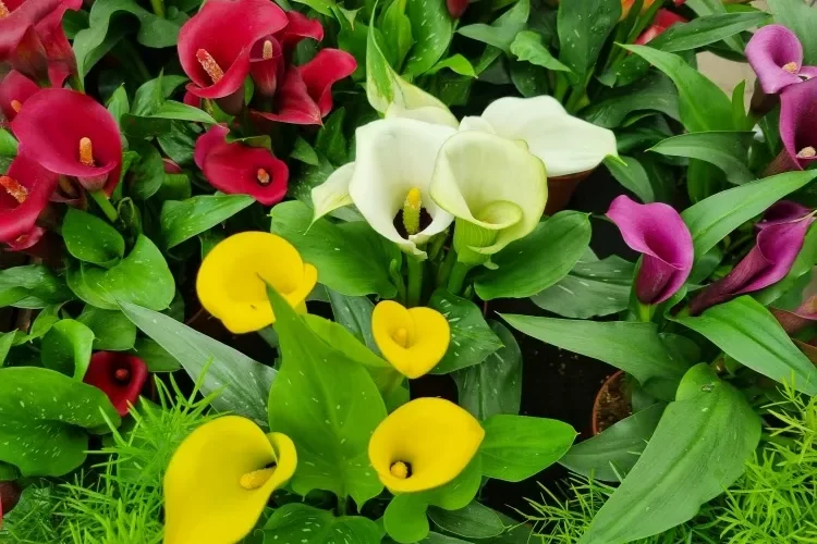 faire refleurir les callas intérieur extérieur conditions environnementales engrais eau lumière